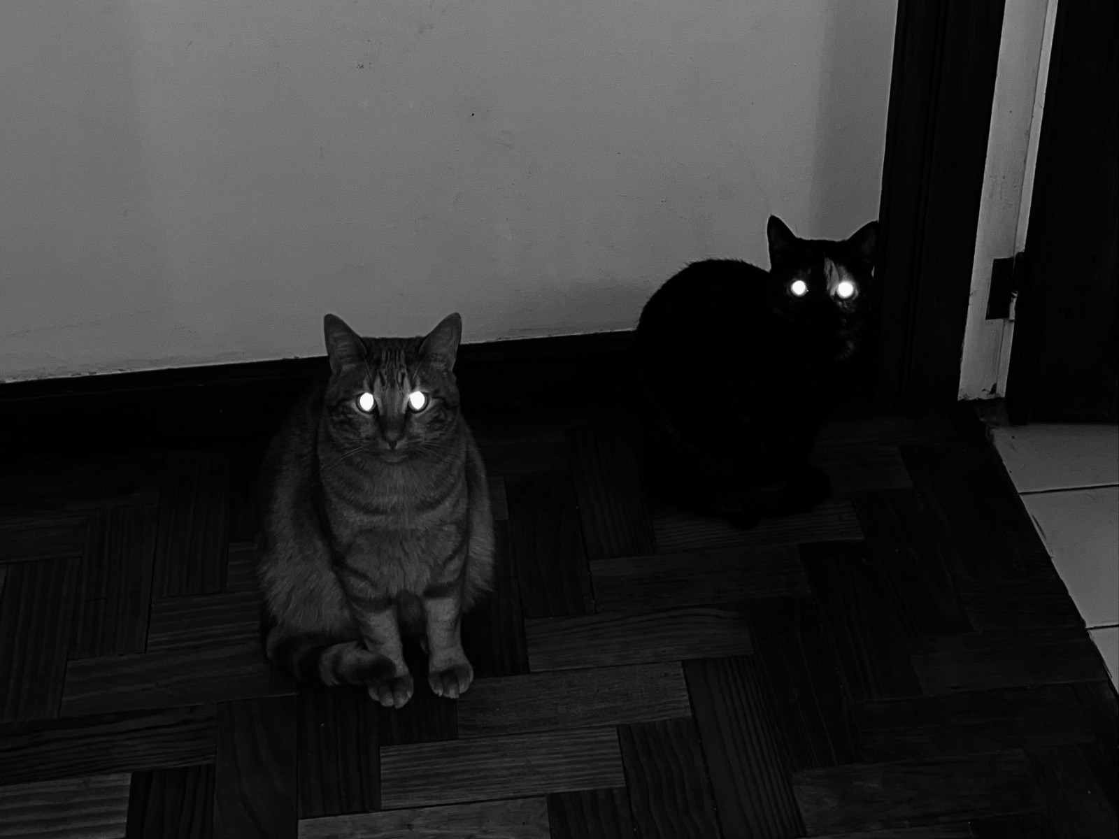 black and white flash photo of 2 cats in a hallway, their eyes are lit up from the flash