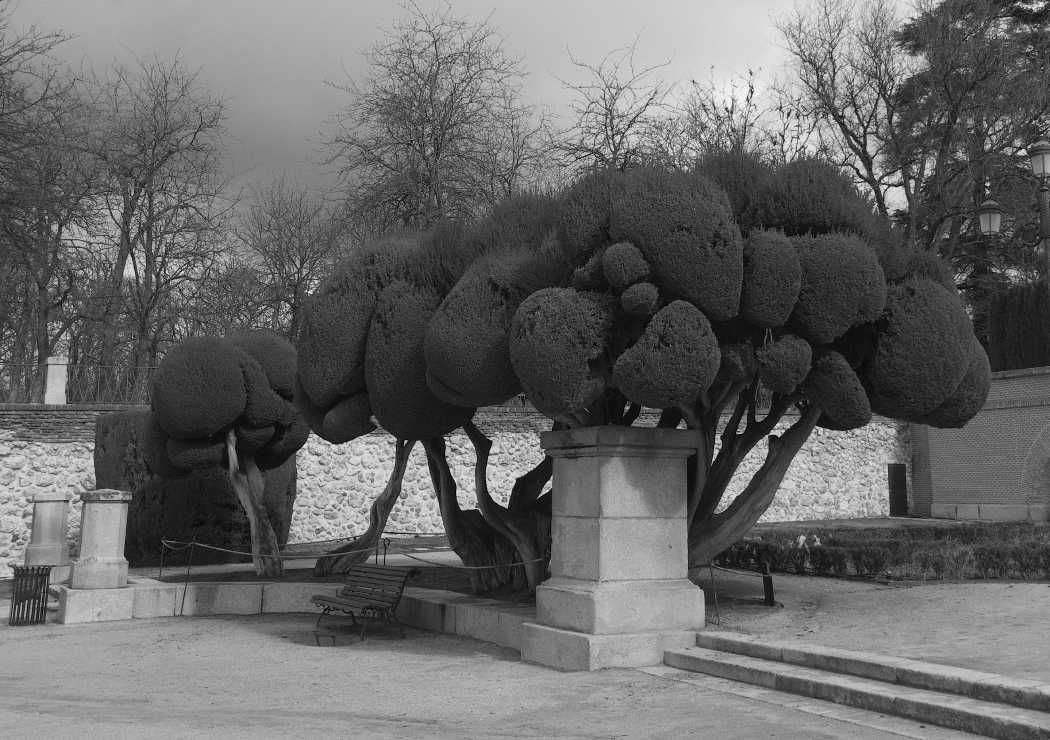 grey photo of a tree sculpted like a cartoon cloud, below is a bench, behind in the distance are leafless trees