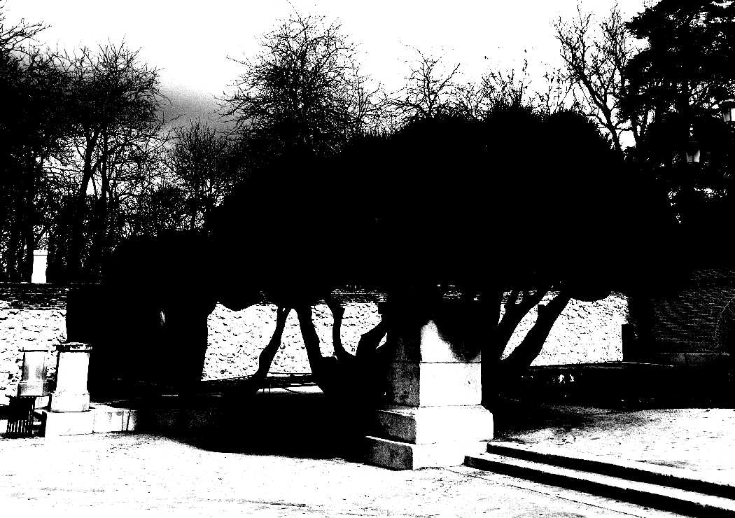 same photo as above but with contrasted boosted so high that the tree and bench in shadow just appear as a dark blob