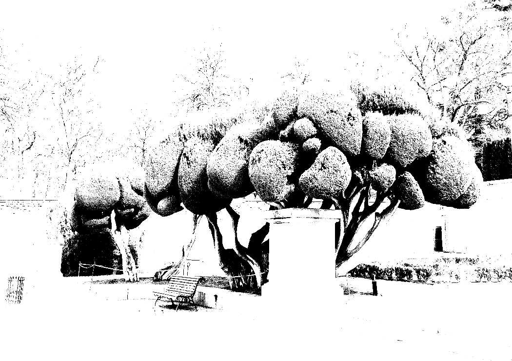 same as before but with high brightness, so that the cloud tree is defined with small spiky leafs, the bench slats are easily identifiable