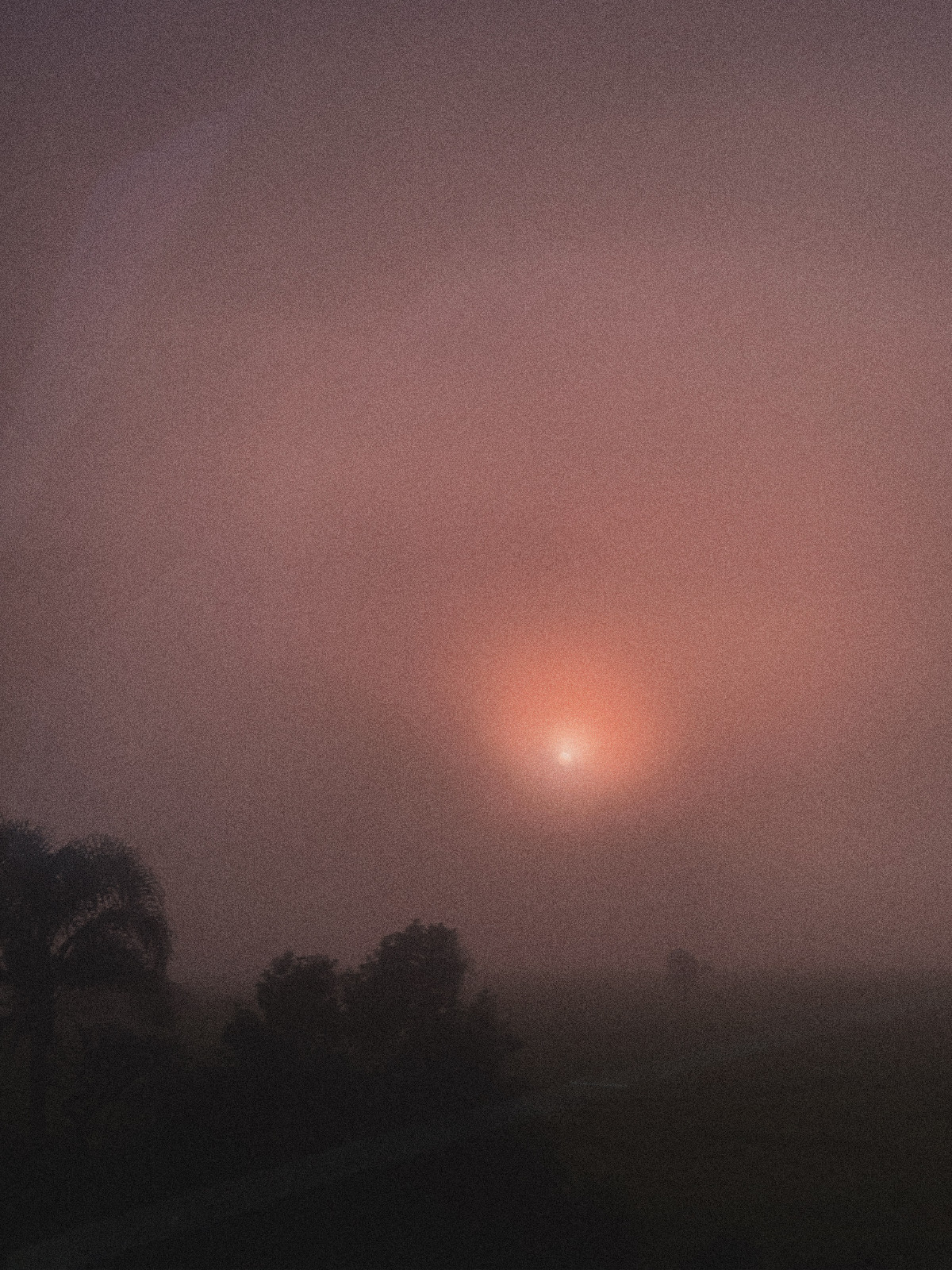 a red sun in a misty morning, a dark tree in the forground