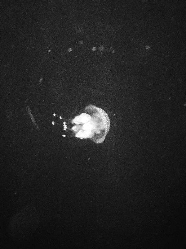 a blurry jelly fish in eerie lighting, black and white photo